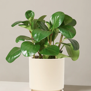 Пеперомия Туполистная